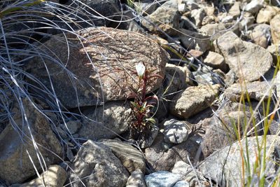 Gentianella stellata, photographed by Christopher Stephens