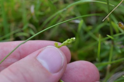 Microtis oligantha, photographed by Christopher Stephens