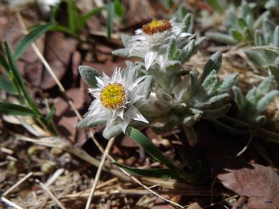 Helichrysum cerastoides, photographed by Gerhard Sieburg