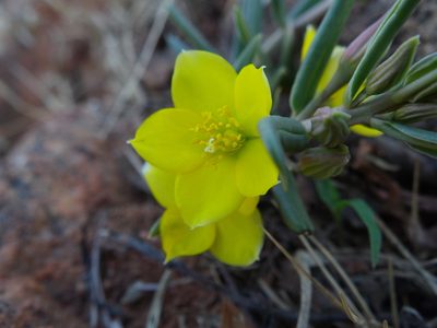Talinum afrum, photographed by Gerhard Sieburg