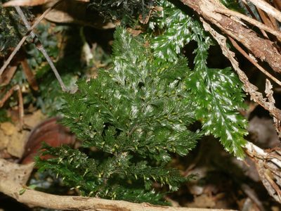 Abrodictyum obscurum, photographed by Jacy Chen
