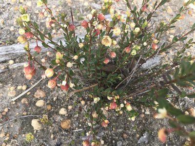 Phyllanthus calycinus, photographed by Mark Cliff