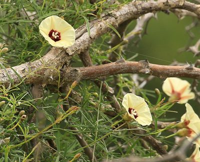 Merremia palmata, photographed by Wynand Uys