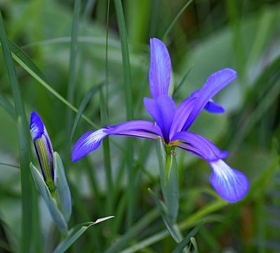 Iris sintenisii, photographed by Kostas Zontanos
