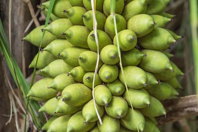 Attalea phalerata, photographed by Morten Ross
