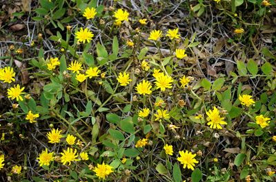 Crepis nigrescens, photographed by Георгий Виноградов (Georgy Vinogradov)