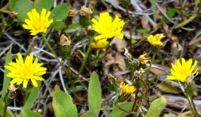 Crepis nigrescens, photographed by Георгий Виноградов (Georgy Vinogradov)
