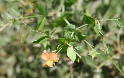 Lathyrus fulvus, photographed by Oleg Kosterin