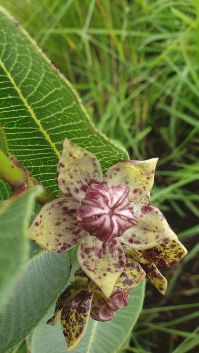Pachycarpus natalensis, photographed by Aaliyah Motala