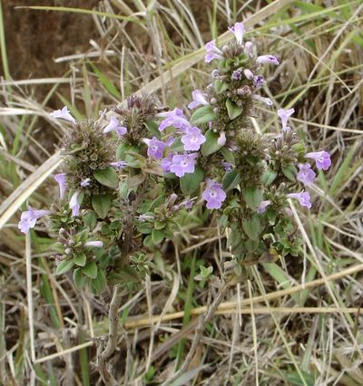 Micromeria imbricata, photographed by Jean-Paul Boerekamps