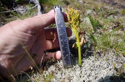 Botrychium boreale, photographed by Георгий Виноградов (Georgy Vinogradov)