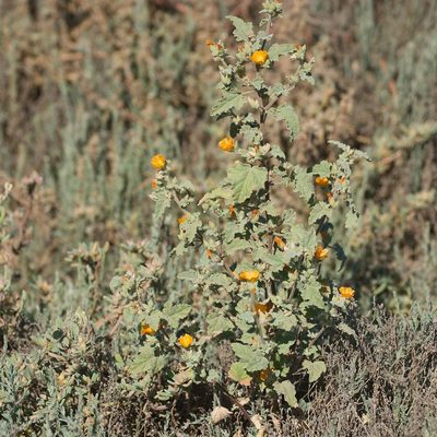 Sphaeralcea coulteri, photographed by Bill Levine