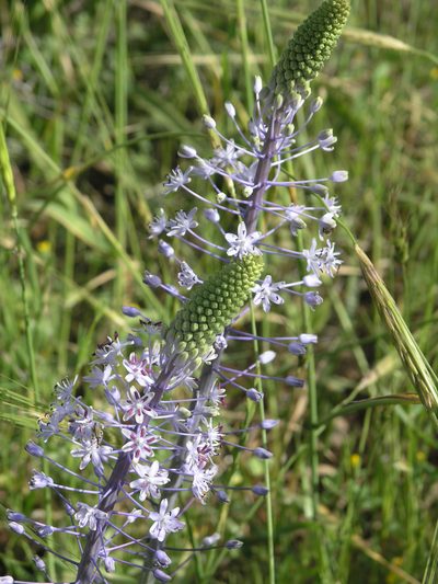 Scilla hyacinthoides, photographed by Oleg Kosterin