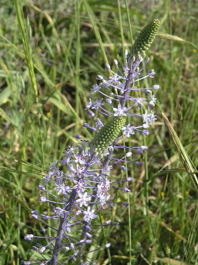 Scilla hyacinthoides, photographed by Oleg Kosterin