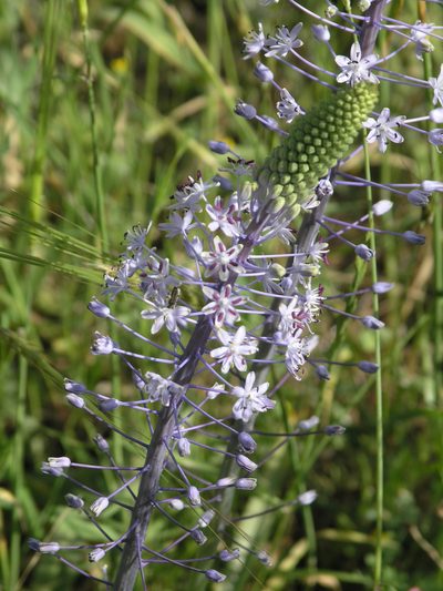 Scilla hyacinthoides, photographed by Oleg Kosterin