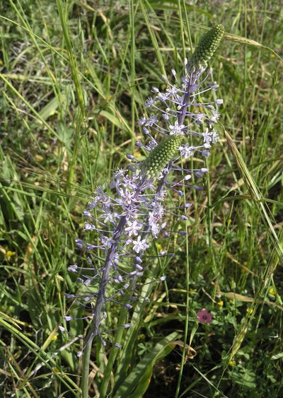 Scilla hyacinthoides, photographed by Oleg Kosterin
