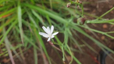 Lactuca inermis, photographed by Aaliyah Motala
