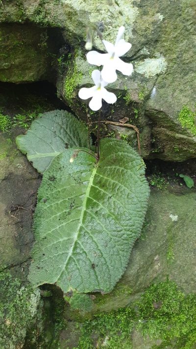 Streptocarpus prolixus, photographed by Aaliyah Motala