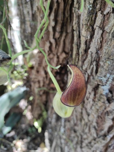 Aristolochia maxima, photographed by Eduardo A. Bolaños Vargas
