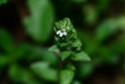 Hygrophila polysperma, photographed by S.MORE