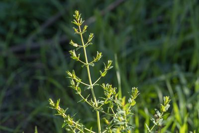 Hypericum triquetrifolium, photographed by Eleftherios Katsillis