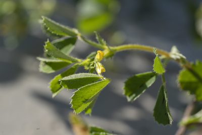 Medicago rugosa, photographed by Eleftherios Katsillis