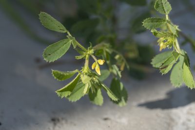 Medicago rugosa, photographed by Eleftherios Katsillis
