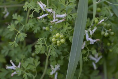 Fumaria macrocarpa, photographed by Eleftherios Katsillis