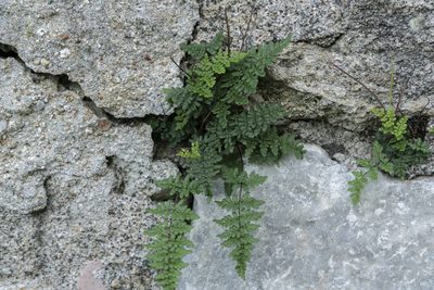 Aleuritopteris acrostica, photographed by Eleftherios Katsillis