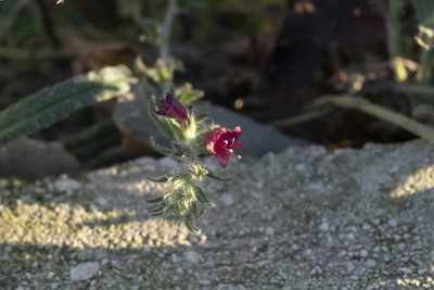 Echium angustifolium, photographed by Eleftherios Katsillis