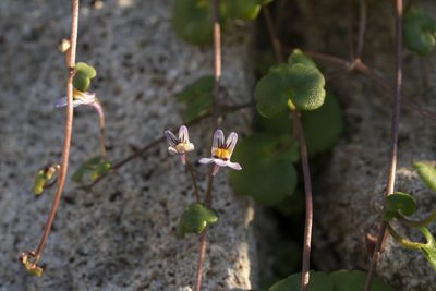 Cymbalaria longipes, photographed by Eleftherios Katsillis