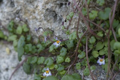 Cymbalaria longipes, photographed by Eleftherios Katsillis