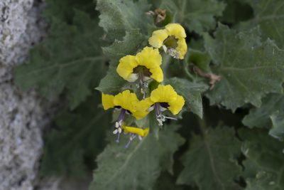 Hyoscyamus aureus, photographed by Eleftherios Katsillis