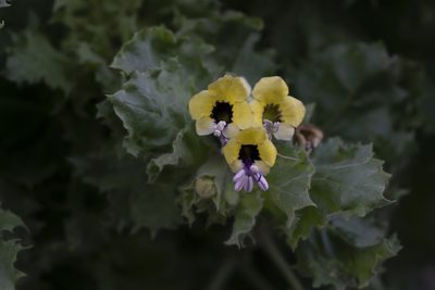 Hyoscyamus aureus, photographed by Eleftherios Katsillis