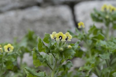 Hyoscyamus aureus, photographed by Eleftherios Katsillis