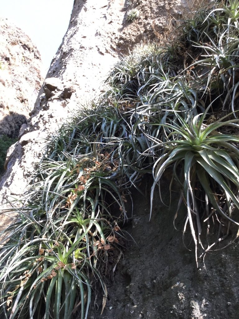Hechtia matudae, photographed by Erick Vélez Sánchez