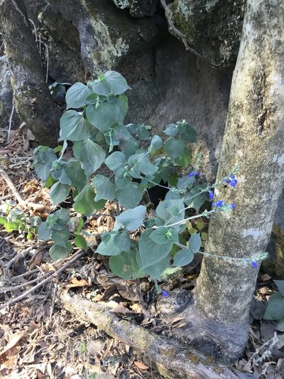 Salvia leptostachys, photographed by Erick Vélez Sánchez