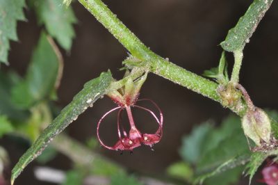 Ayenia cordobensis, photographed by aacocucci