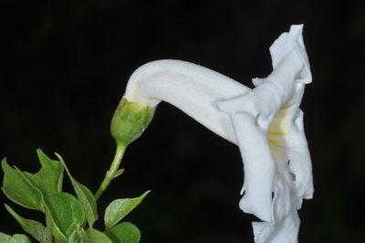Amphilophium carolinae, photographed by aacocucci