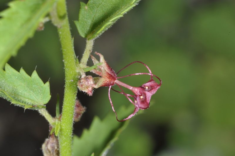 Ayenia cordobensis, photographed by aacocucci