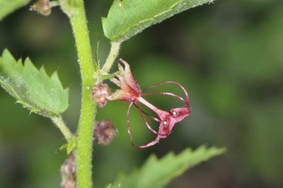 Ayenia cordobensis, photographed by aacocucci