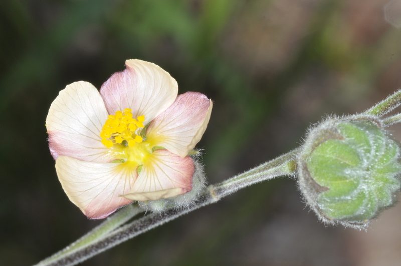 Abutilon terminale, photographed by aacocucci