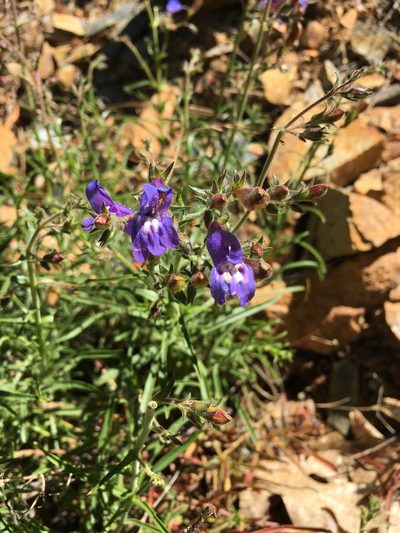 Penstemon filiformis, photographed by Matt Berger