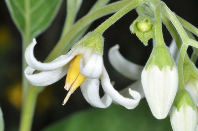 Solanum stuckertii, photographed by aacocucci