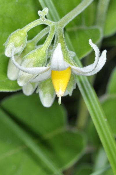 Solanum stuckertii, photographed by aacocucci