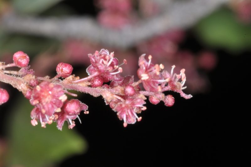 Ruprechtia apetala, photographed by aacocucci