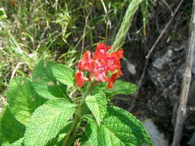 Stachytarpheta mutabilis, photographed by Carlos A. Padrón P.