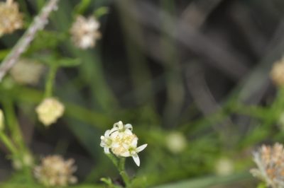 Baccharis ulicina, photographed by aacocucci