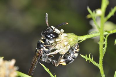 Baccharis ulicina, photographed by aacocucci