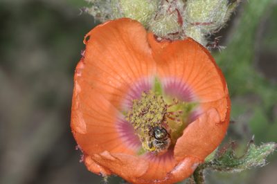 Sphaeralcea laciniata, photographed by aacocucci